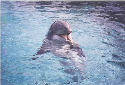 dolphi.jpg (46283 bytes)